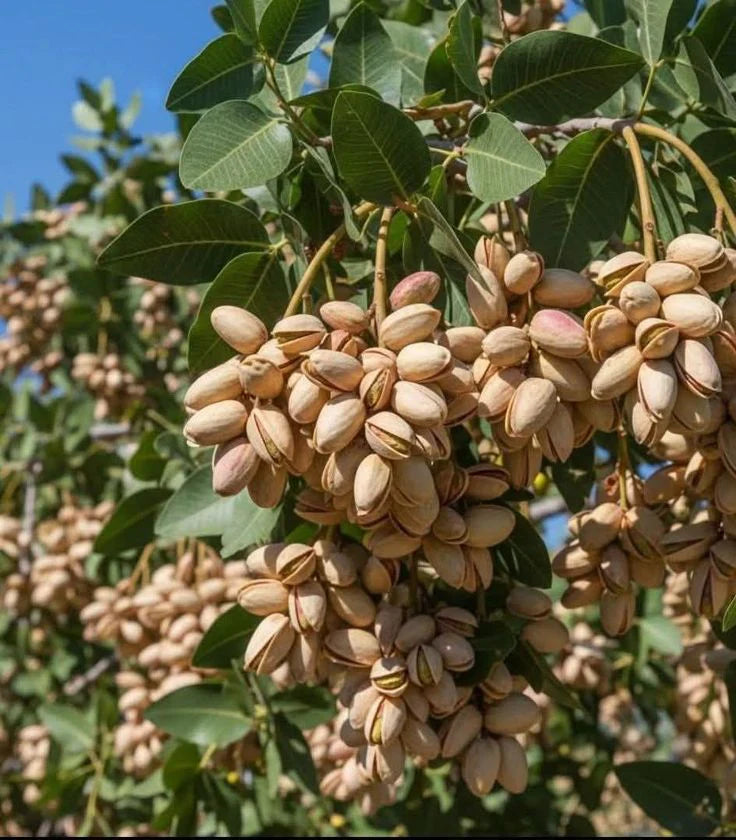 Premium Pistachios (Pista) – Fresh, Crunchy & Nutrient-Rich Dry Fruits 500g