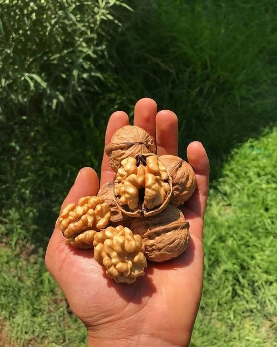 Premium Natural Walnuts (Akhrot) – Fresh, Crunchy & Nutrient-Rich Dry Fruits 500g