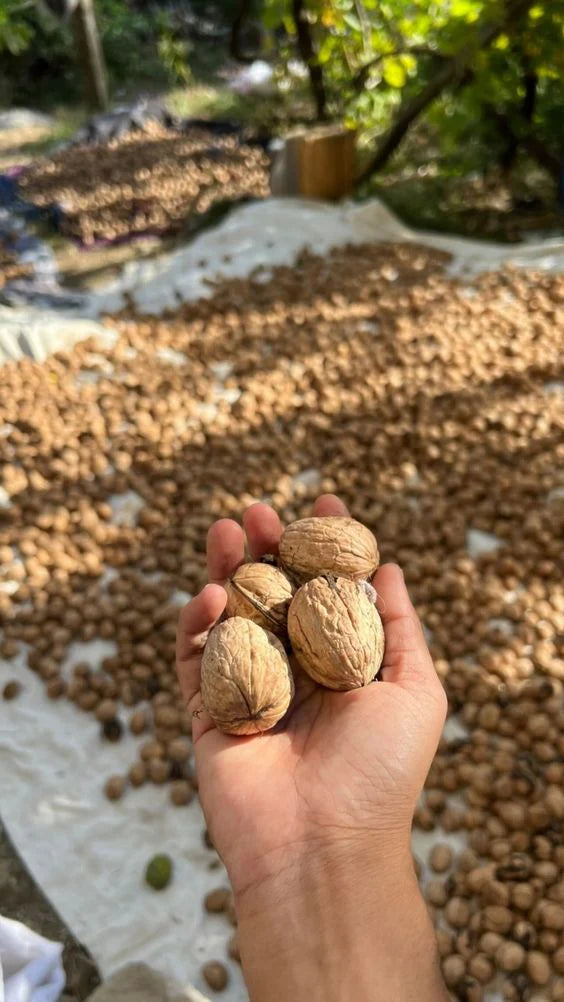 Premium Natural Walnuts (Akhrot) – Fresh, Crunchy & Nutrient-Rich Dry Fruits 500g